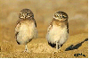 Duet- Owl