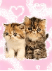 2 kittens - background