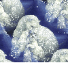 Winter Polar bear & cubs - background - xmas
