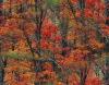 Autumn woods tiled background