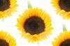 Sunflower tiled background