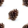 pinecone tiled background