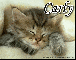 Kitten - Carly