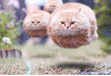 Hovering Cats
