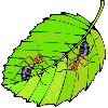leaf ants