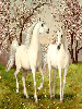 Sweet Unicorns