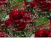 Happy Valentine's Day Roses seamless background