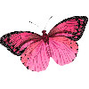 Black Pink Glitter Butterfly