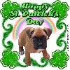 St. Patrick's Day Boxer Puppy
