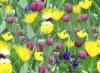 spring flowers seamless background