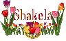 Shakela Tulip Garden