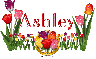 Ashley Tulip Garden