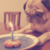 Birthday Pug