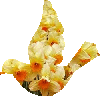 Daffodil Bird
