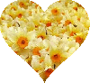 Daffodil Heart