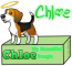 Chloe, Makani's Beagle