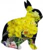 Daffodil Bunny