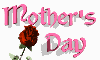 mother's day rose