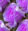 purple roses seamless background