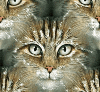 Cat - backgrounds