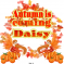 Daisy -Autumn is coming