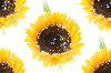Sunflowers - background