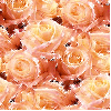 Roses - background