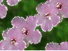Flowers - background