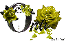 Yellow Roses - Ona