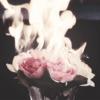 Rose flames