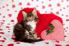 Kitten Valentine