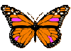 butterfly in orange  pink shade