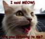 I Said Meow!