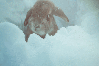 Bunny In Snow