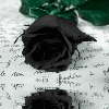 Goth Black Rose Reflection