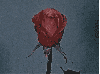 Vintage Red Rose