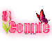 Single Pink Tulip: Connie