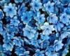 Blue Flower BG