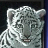 White Tiger - Avatar