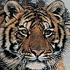 Avatar - Tiger