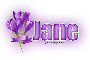 Lavender Flower: Jane