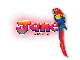 Macaw: Jane