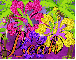 Tropical Hibiscus-Leah