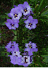 flower,lilac,