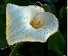 flower,lily,calla