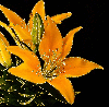 flower,lily,