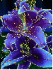 flower,blue