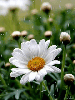 rain,flower,daisy