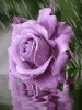 rosa,flower,
