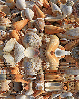 animated,picture,shells